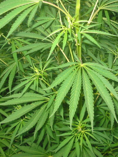 Cannabis plants