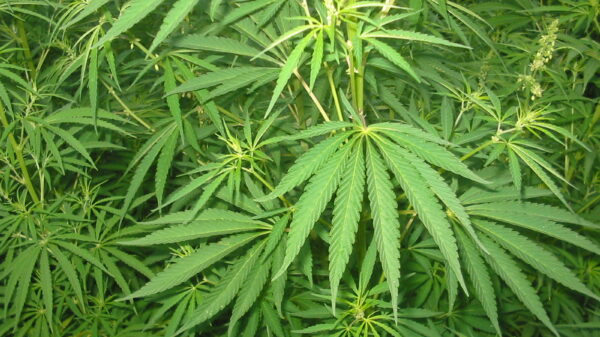 Cannabis plants