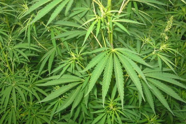 Cannabis plants