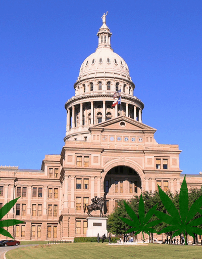 capitol building with marijuana plants