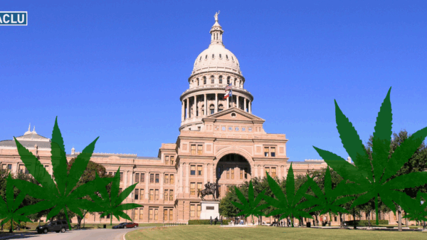 capitol building with marijuana plants