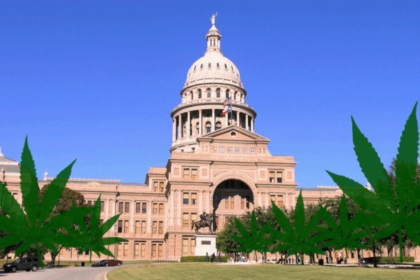 capitol building with marijuana plants