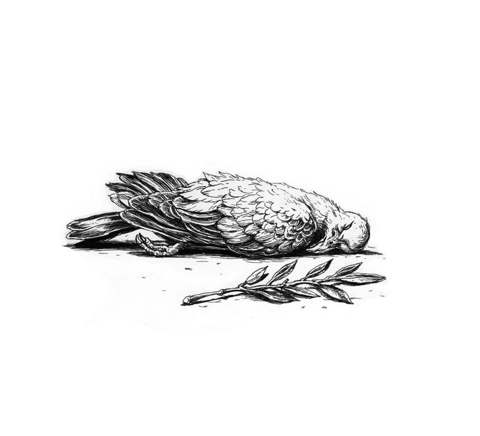Drawing of a dead dove