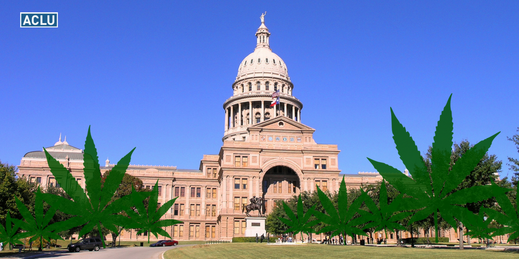 capitol building with marijuana plants