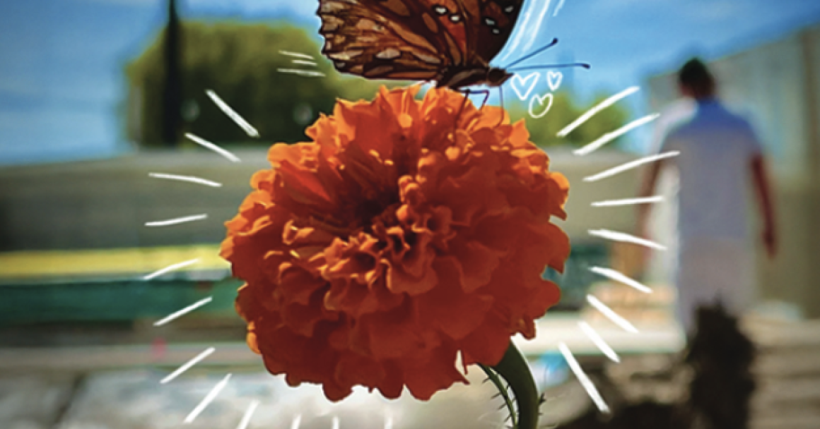 Image of a butterfly on a carnation and it has the text Nadie es ilegal on top