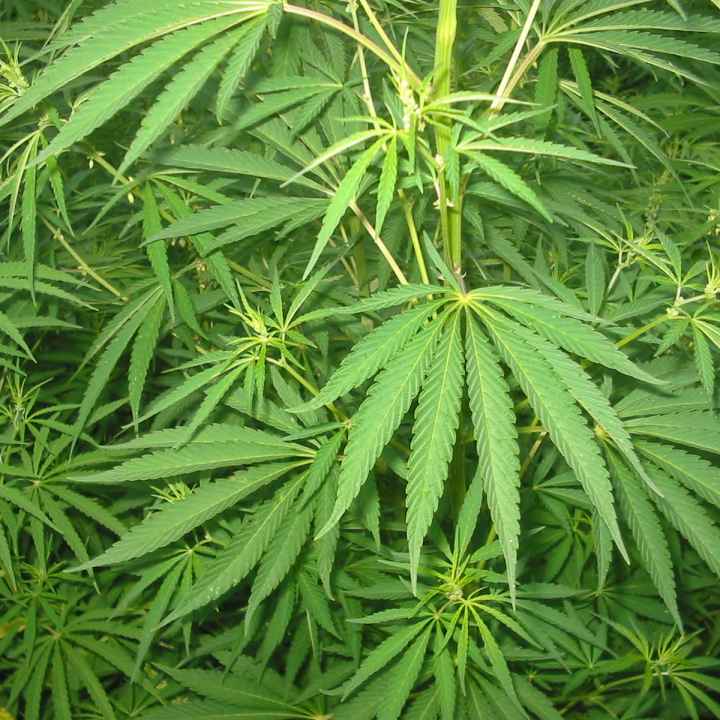 Cannabis plants
