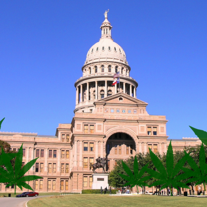 capitol building with marijuana plants